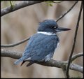 _7SB3084 belted kingfisher